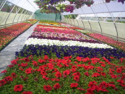 Cvjećarstvo Gavranović