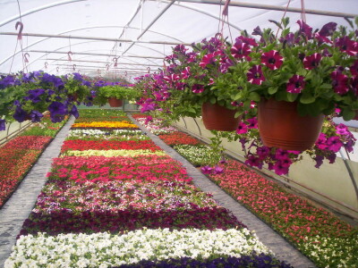 Cvjećarstvo Gavranović