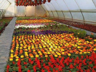 Cvjećarstvo Gavranović