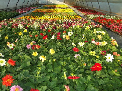 Cvjećarstvo Gavranović