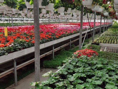 Cvjećarstvo na granici isplativosti i odustajanja