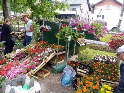 Cvjećarstvo na granici isplativosti i odustajanja