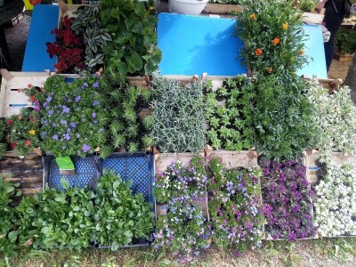 Cvjećarstvo na granici isplativosti i odustajanja