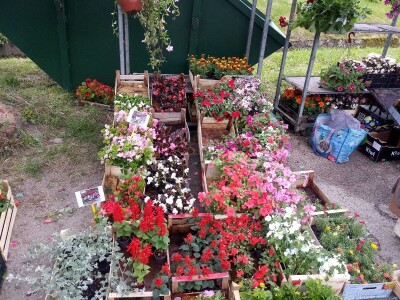 Cvjećarstvo na granici isplativosti i odustajanja