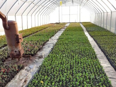 Cvjećarstvo na granici isplativosti i odustajanja