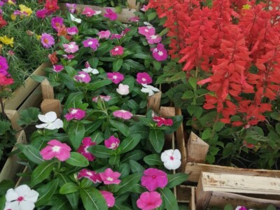 Cvjećarstvo na granici isplativosti i odustajanja