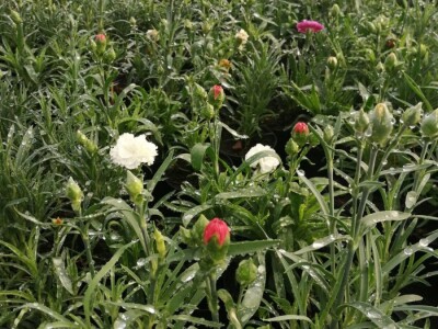 Cvjećarstvo na granici isplativosti i odustajanja