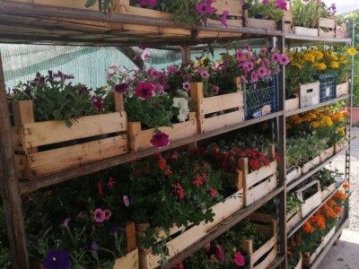 Cvjećarstvo na granici isplativosti i odustajanja