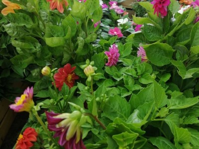 Cvjećarstvo na granici isplativosti i odustajanja