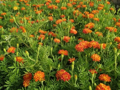 Cvjećarstvo na granici isplativosti i odustajanja