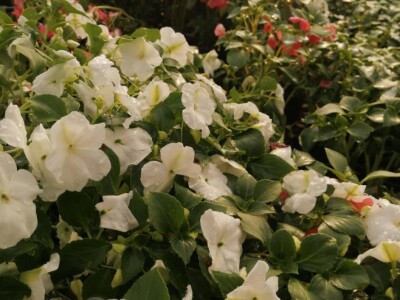 Cvjećarstvo na granici isplativosti i odustajanja