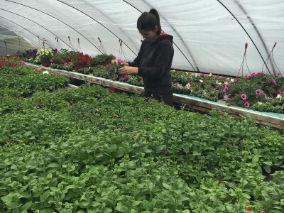 Cvjećarstvo obitelji Špica Cvjećarstvo obitelji Špica