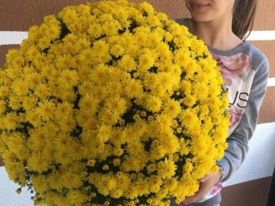 Cvjećarstvo obitelji Špica Cvjećarstvo obitelji Špica