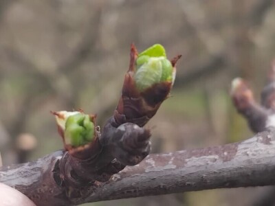 Cvjetanje voćaka Cvjetanje voćaka