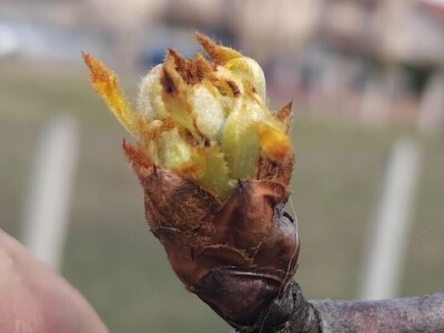 Cvjetanje voćaka Cvjetanje voćaka