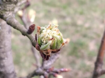 Cvjetanje voćaka Cvjetanje voćaka