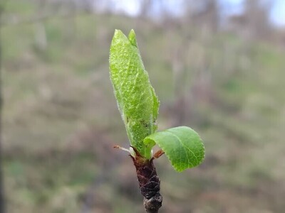 Cvjetanje voćaka Cvjetanje voćaka