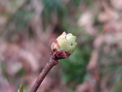 Cvjetanje voćaka Cvjetanje voćaka