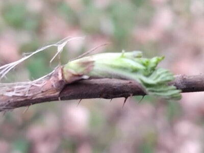 Cvjetanje voćaka Cvjetanje voćaka