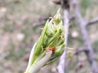 Cvjetanje voćaka Cvjetanje voćaka