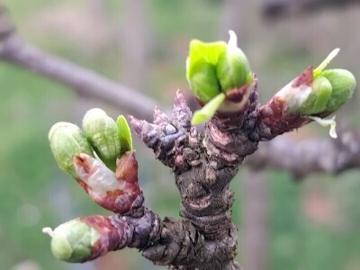 Cvjetanje voćaka Cvjetanje voćaka