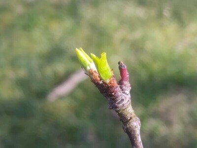 Cvjetanje voćaka Cvjetanje voćaka