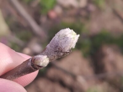 Cvjetanje voćaka Cvjetanje voćaka