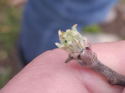 Cvjetanje voćaka Cvjetanje voćaka