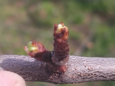 Cvjetanje voćaka Cvjetanje voćaka