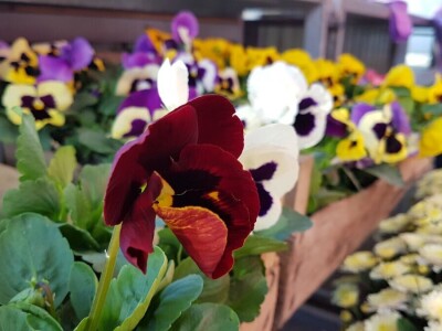 Cvjetna idila porodice Budimir: Ljubav prema cvijeću nije rezervisana samo za žene