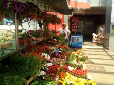 Cvjetna idila porodice Budimir: Ljubav prema cvijeću nije rezervisana samo za žene