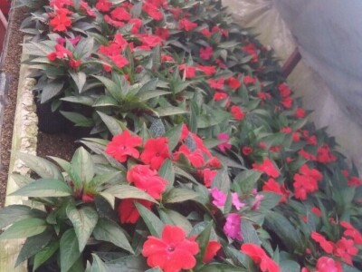 Cvjetna idila porodice Budimir: Ljubav prema cvijeću nije rezervisana samo za žene