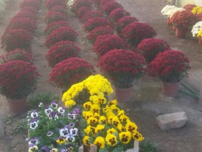 Cvjetna idila porodice Budimir: Ljubav prema cvijeću nije rezervisana samo za žene