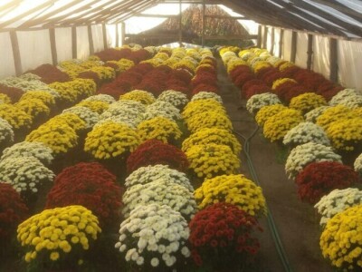 Cvjetna idila porodice Budimir: Ljubav prema cvijeću nije rezervisana samo za žene