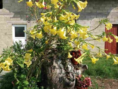 Cvjetna idila porodice Budimir: Ljubav prema cvijeću nije rezervisana samo za žene