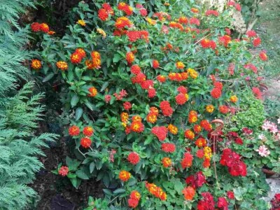 Cvjetna idila porodice Budimir: Ljubav prema cvijeću nije rezervisana samo za žene