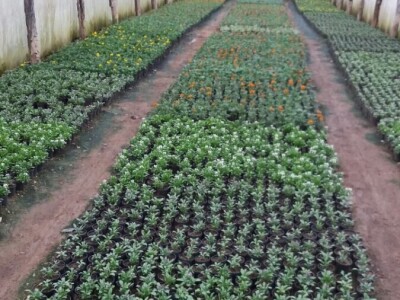 Cvjetna idila porodice Budimir: Ljubav prema cvijeću nije rezervisana samo za žene