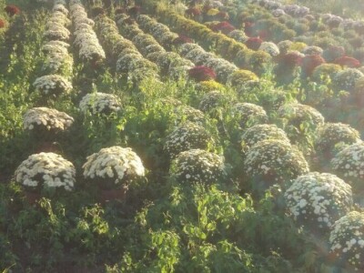 Cvjetna idila porodice Budimir: Ljubav prema cvijeću nije rezervisana samo za žene