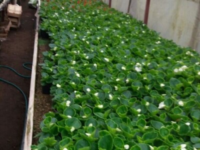 Cvjetna idila porodice Budimir: Ljubav prema cvijeću nije rezervisana samo za žene