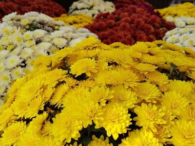 Cvjetna idila porodice Budimir: Ljubav prema cvijeću nije rezervisana samo za žene