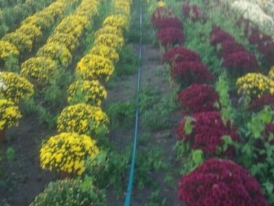 Cvjetna idila porodice Budimir: Ljubav prema cvijeću nije rezervisana samo za žene