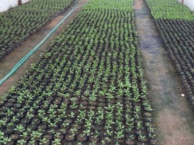 Cvjetna idila porodice Budimir: Ljubav prema cvijeću nije rezervisana samo za žene