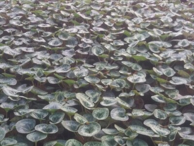 Cvjetna idila porodice Budimir: Ljubav prema cvijeću nije rezervisana samo za žene