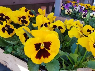 Cvjetna idila porodice Budimir: Ljubav prema cvijeću nije rezervisana samo za žene