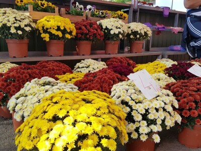 Cvjetna idila porodice Budimir: Ljubav prema cvijeću nije rezervisana samo za žene