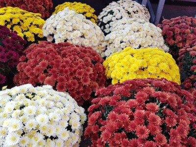 Cvjetna idila porodice Budimir: Ljubav prema cvijeću nije rezervisana samo za žene