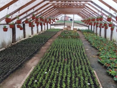 Cvjetna idila porodice Budimir: Ljubav prema cvijeću nije rezervisana samo za žene