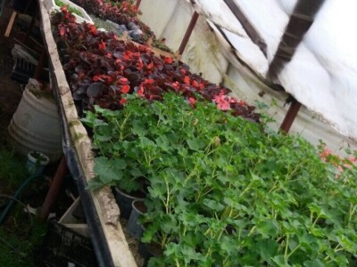 Cvjetna idila porodice Budimir: Ljubav prema cvijeću nije rezervisana samo za žene