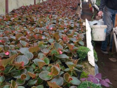 Cvjetna idila porodice Budimir: Ljubav prema cvijeću nije rezervisana samo za žene