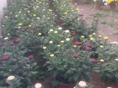 Cvjetna idila porodice Budimir: Ljubav prema cvijeću nije rezervisana samo za žene